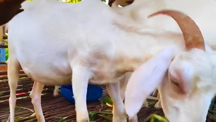8 Jenis Kambing Populer Di Indonesia Dan Kisaran Harganya